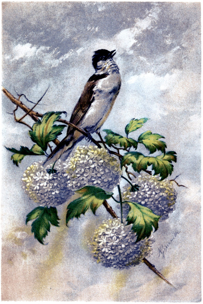 hector giacomelli illustration bird hydrangea