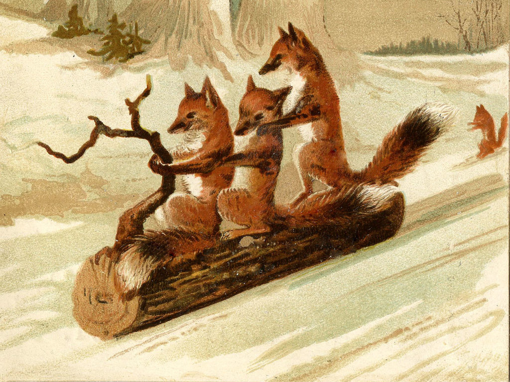 foxes on log sled sledding image