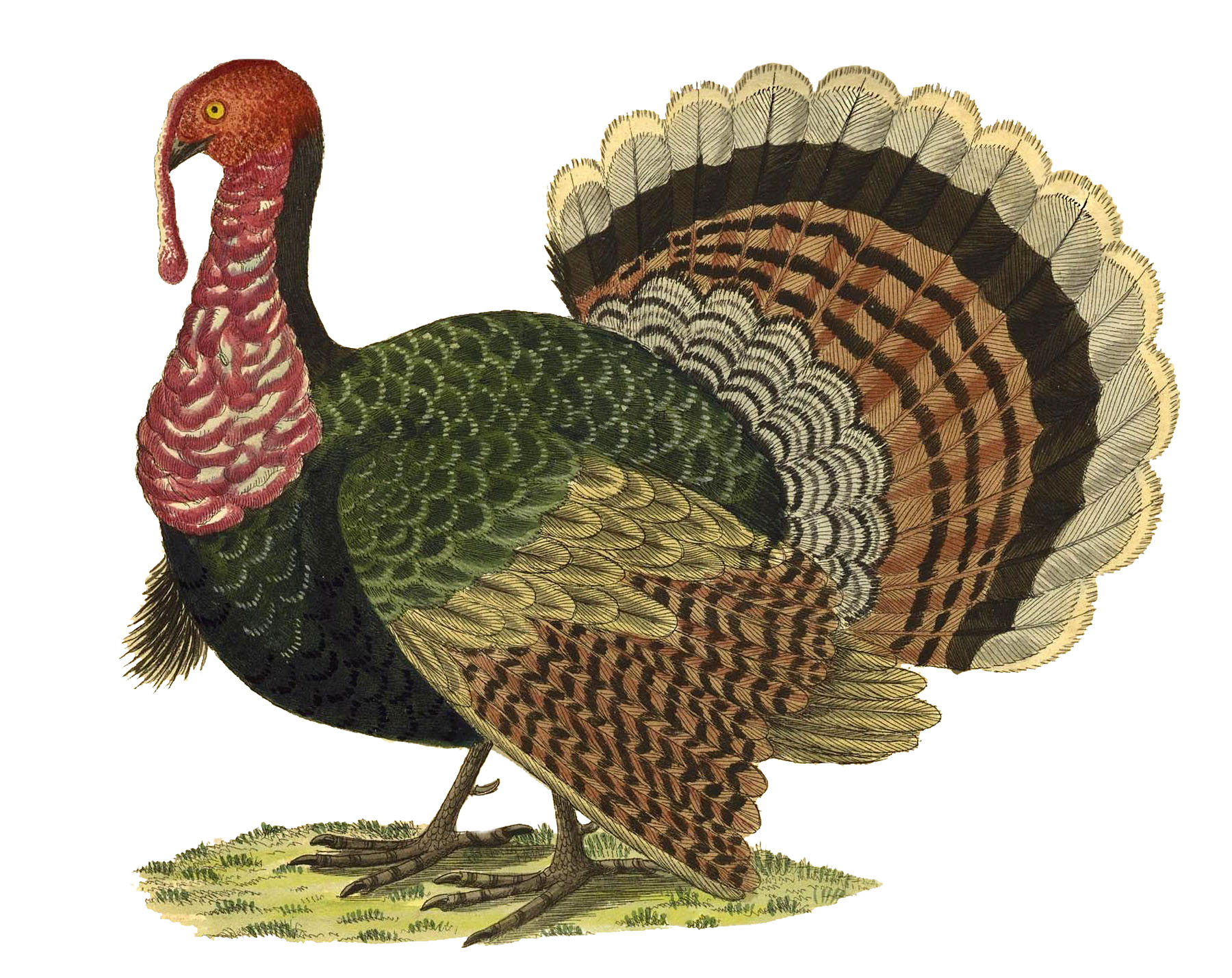 public domain thanksgiving clipart to color