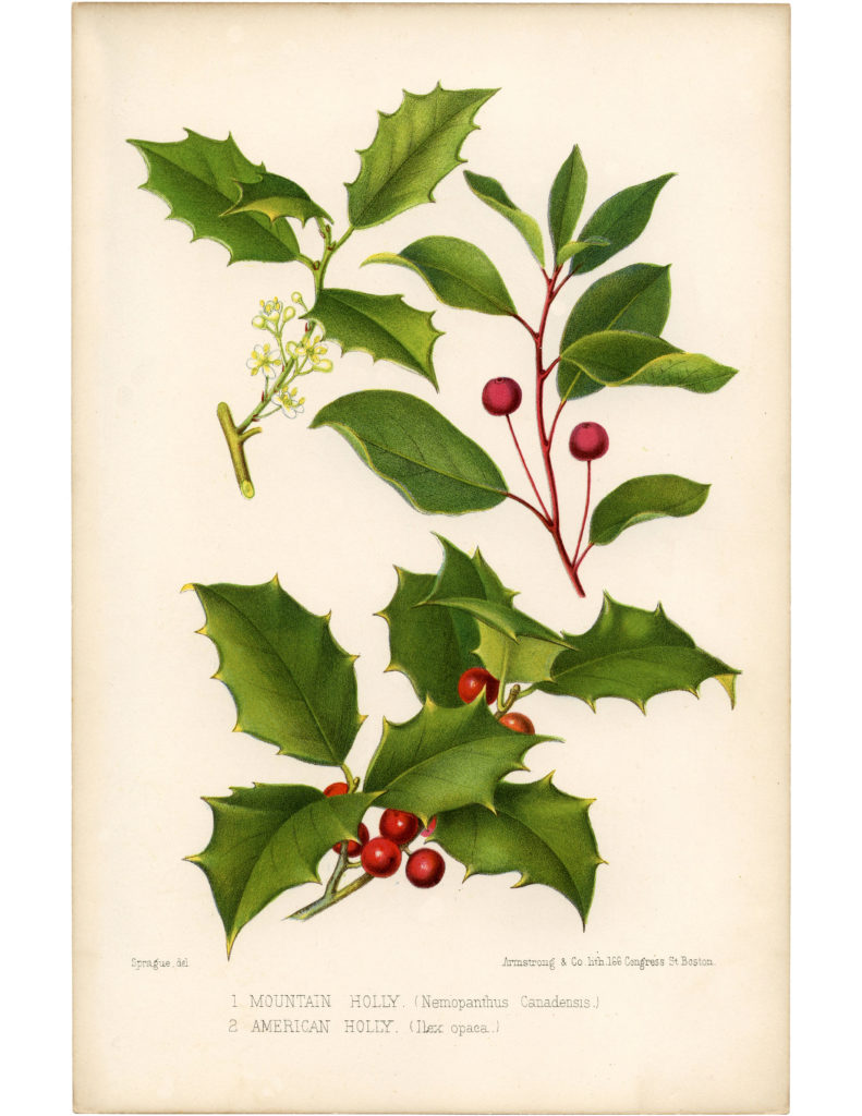 vintage holly botanical image