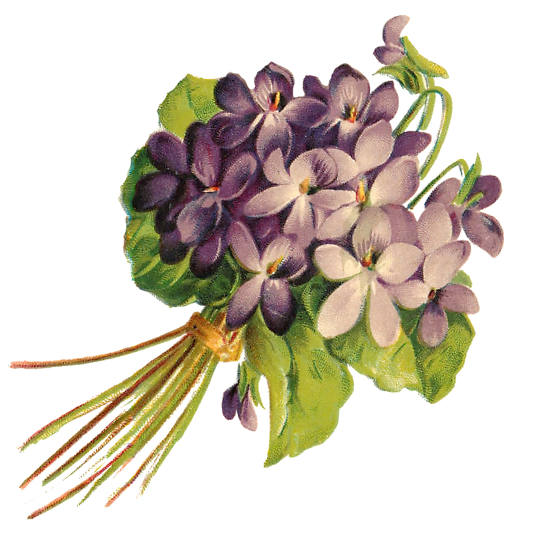 violets botanical drawing