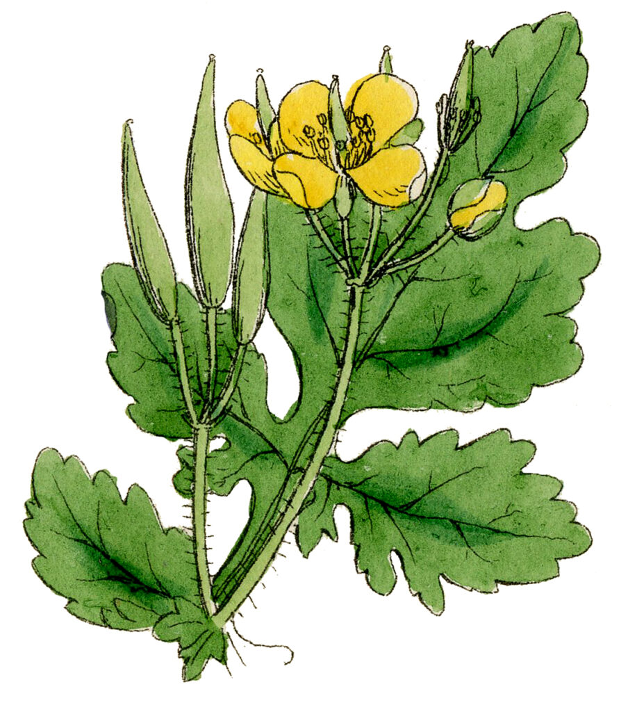 Yellow Wildflower Clipart