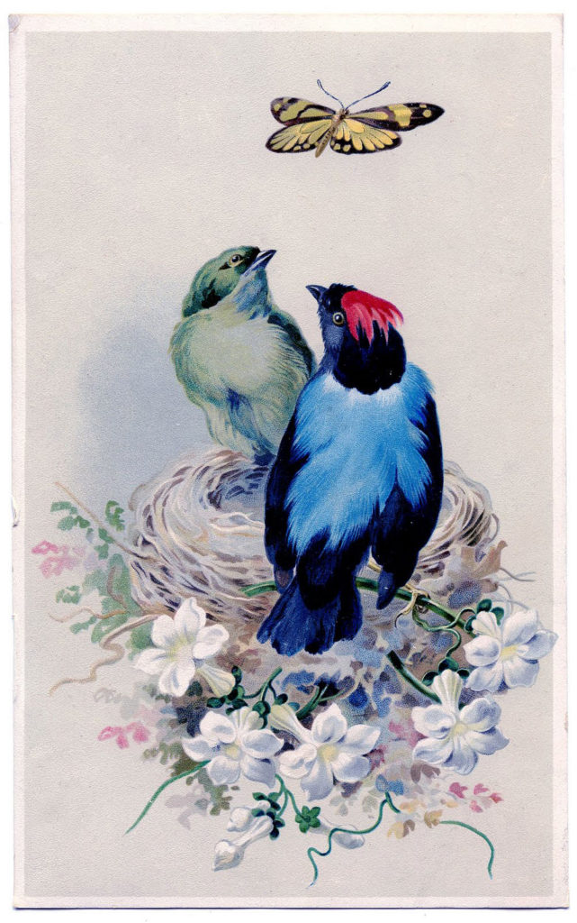 birds vintage next clipart