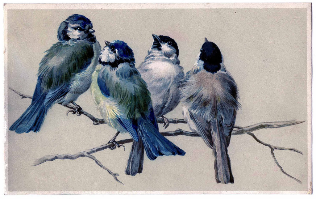 blue birds on branch illustration