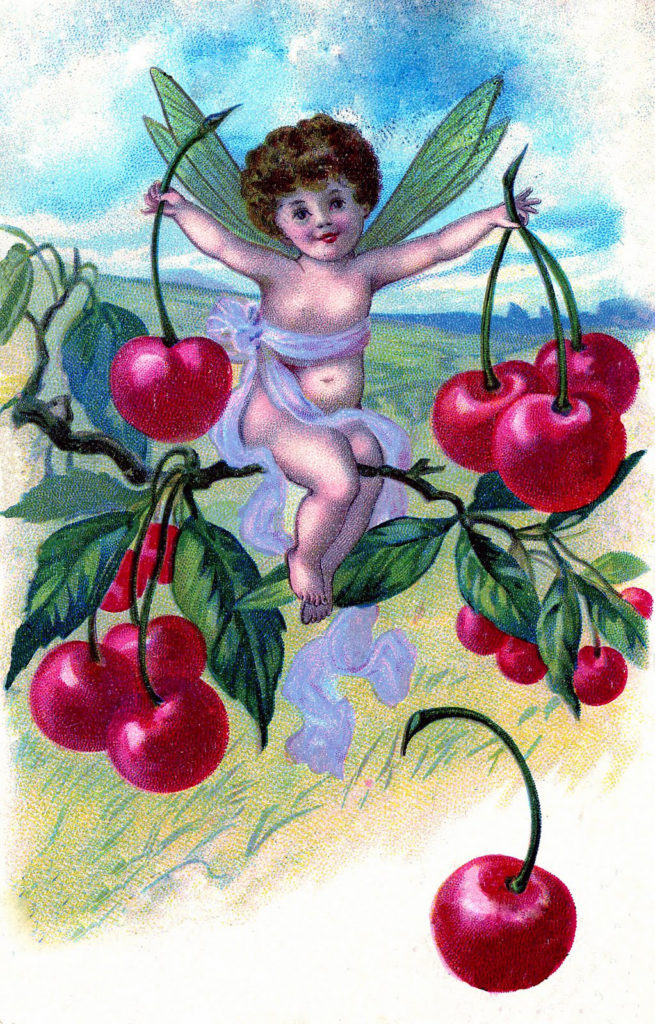 Fairy Cherry Cherries Vintage Illustration