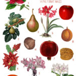 holiday fruits & flowers digital image bundle