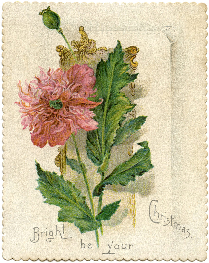 Christmas flower card image