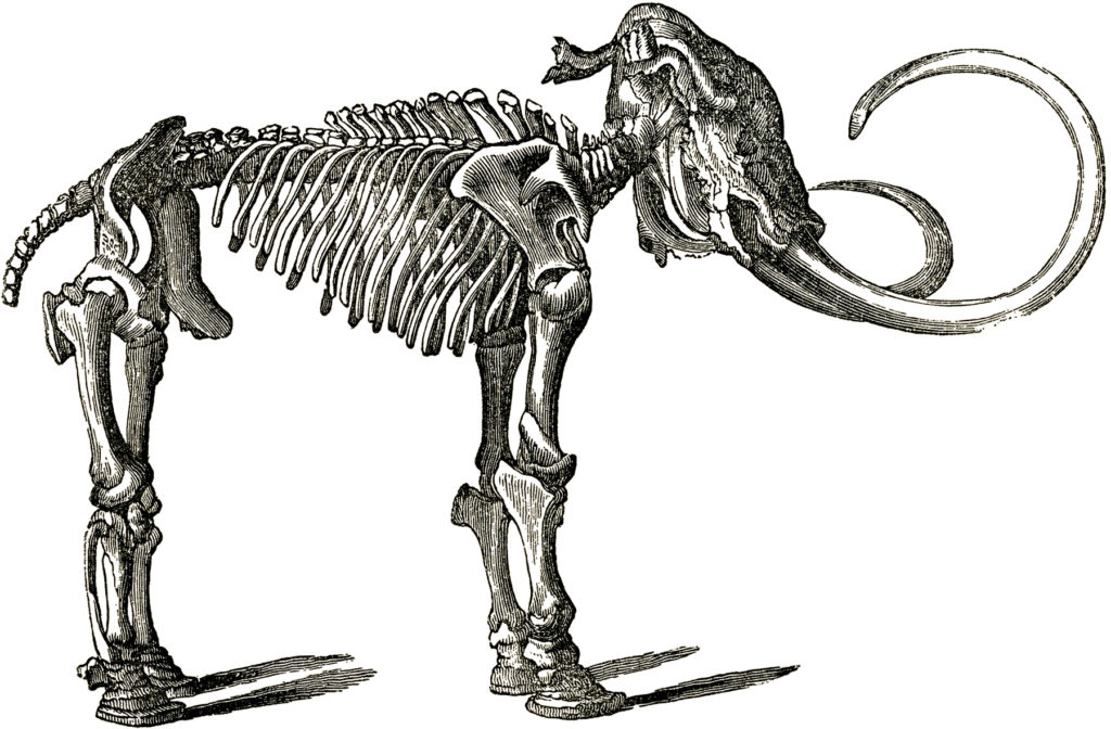 vintage mastodon black white clip art