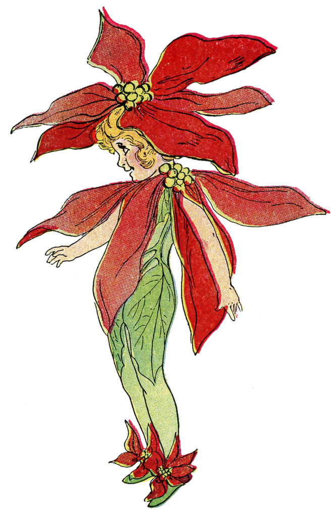 poinsettia flower fairy red image