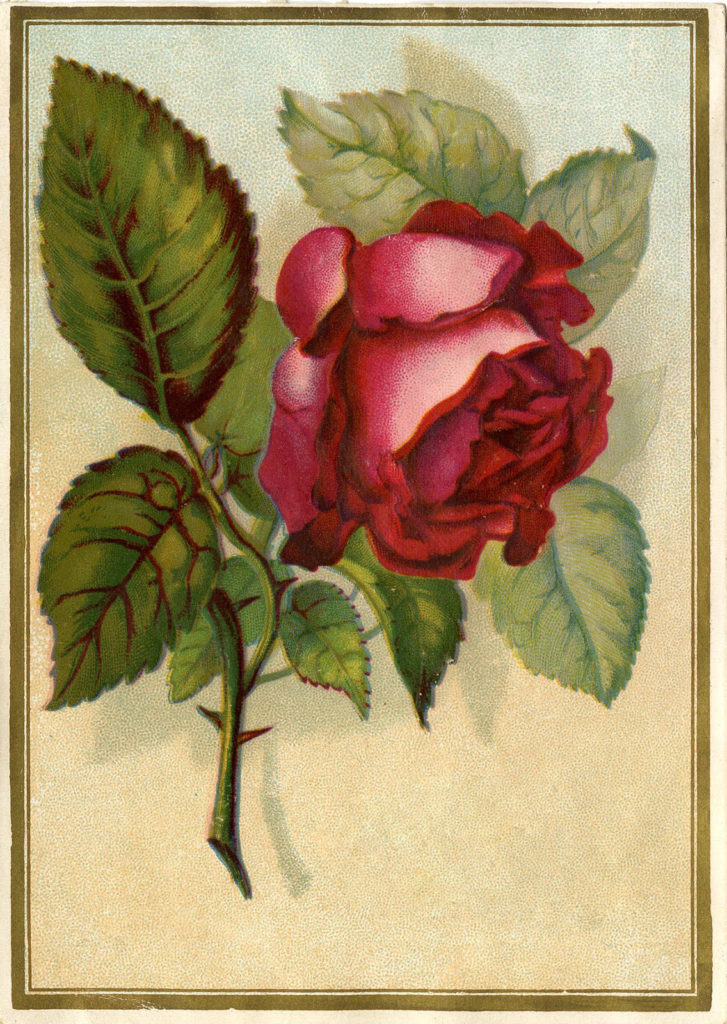 Vintage Christmas Red Rose Illustration