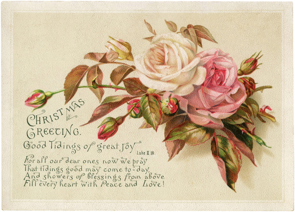 vintage pink white rose Christmas image