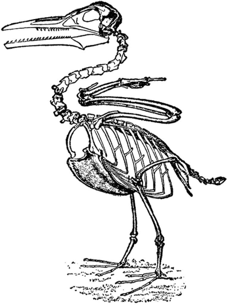vintage dinosaur bird illustration