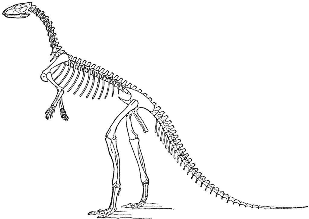  laosaurus dinosaur bones clipart