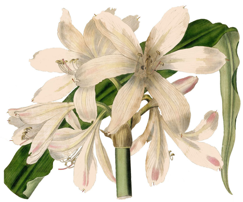 amaryllis white clipart