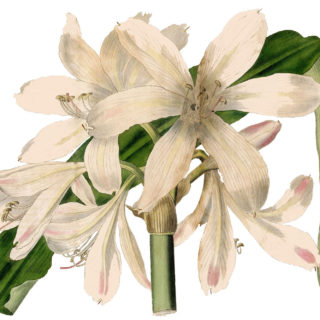 amaryllis white clipart