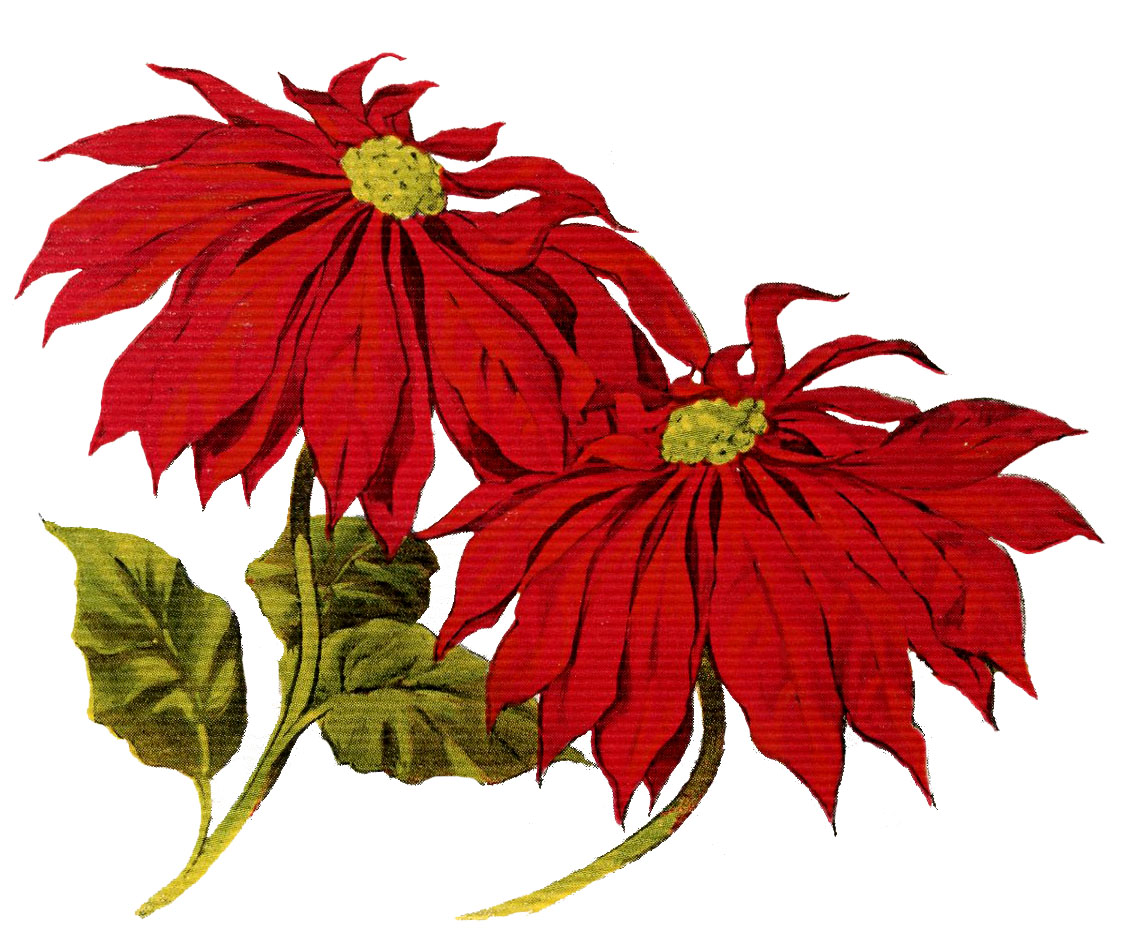 Clip deals art poinsettia