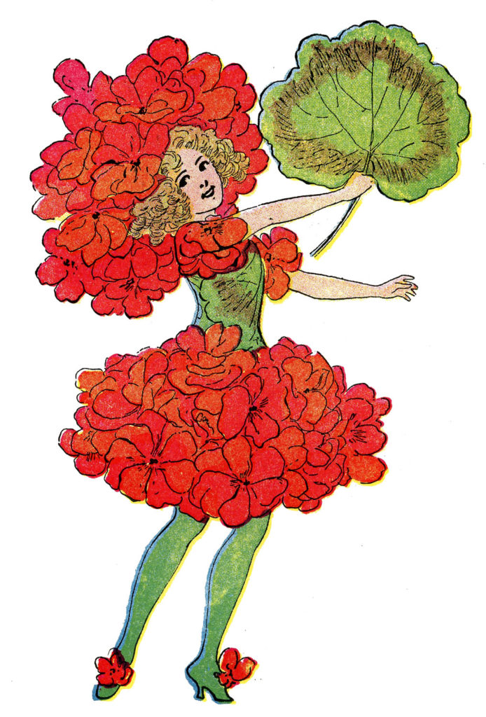 flower fairy gernaium red illustration