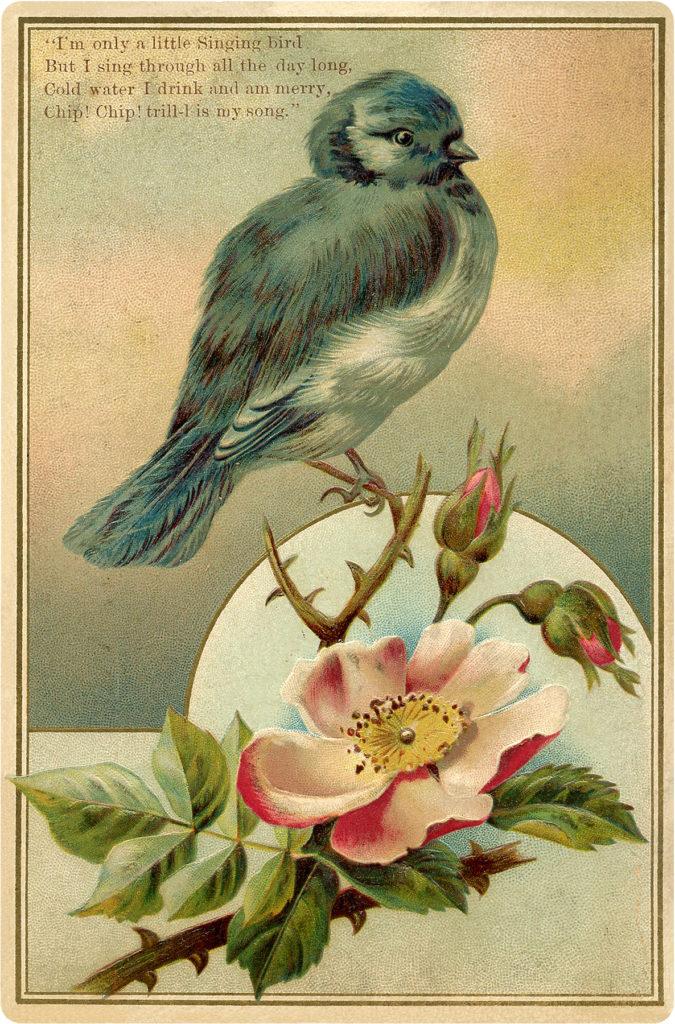 Bluebird with Rose Image