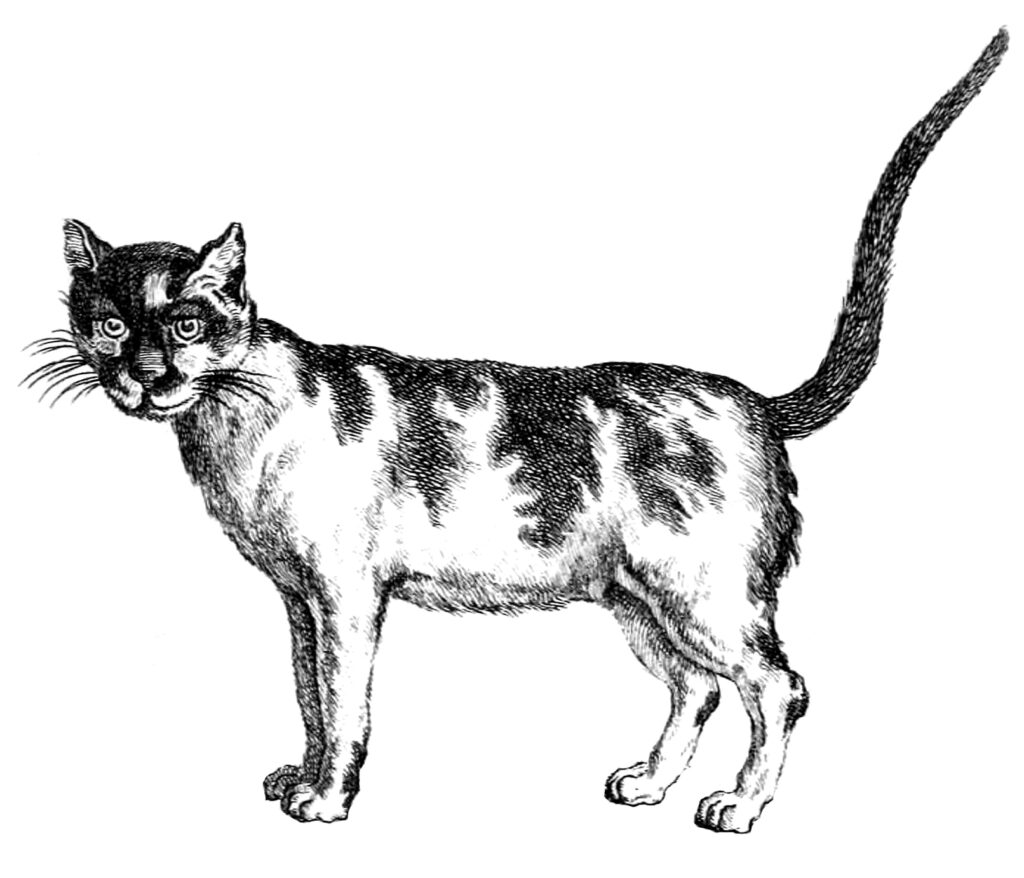 Early Cat Clipart