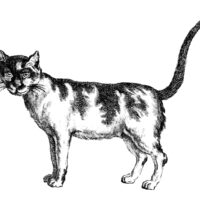 Early Cat Clipart
