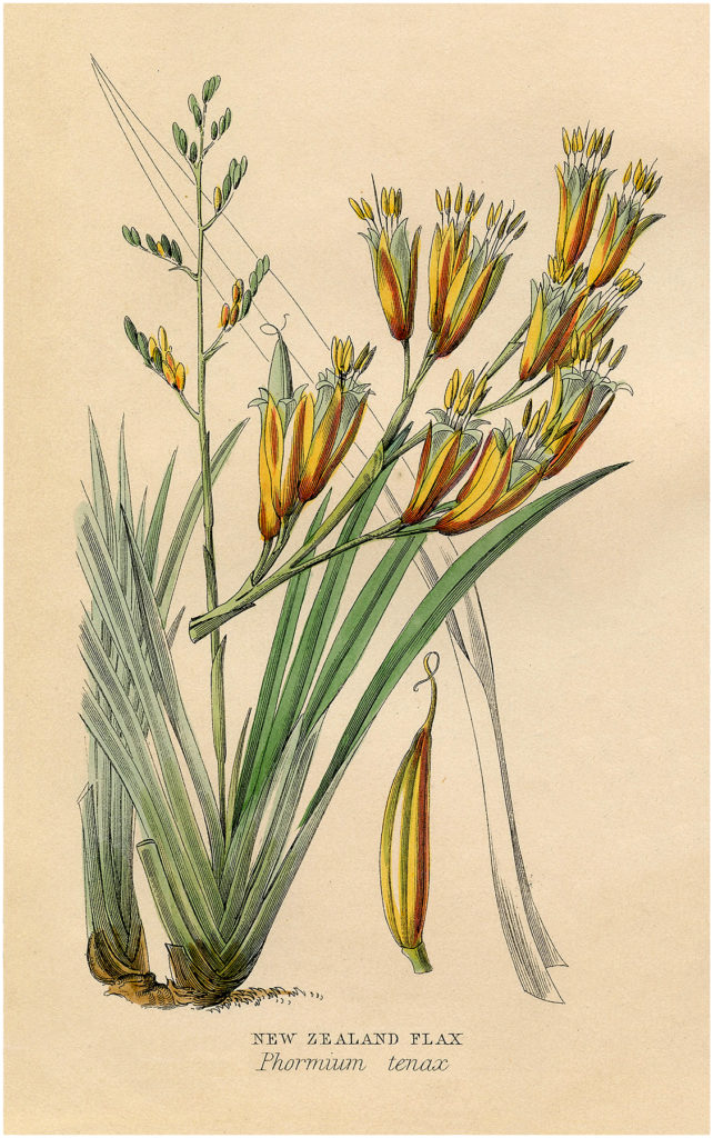 Flax Plant Image Yellow