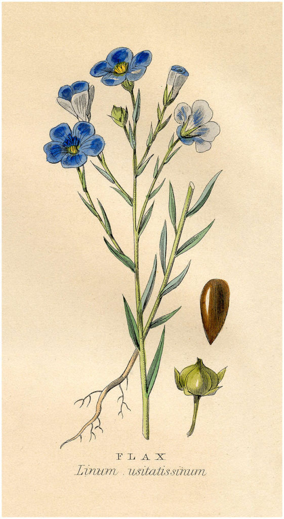 Flax Plant Image