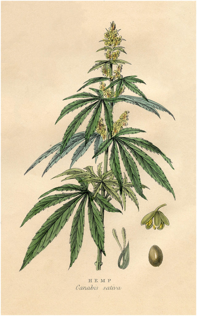 Hemp Plant Image