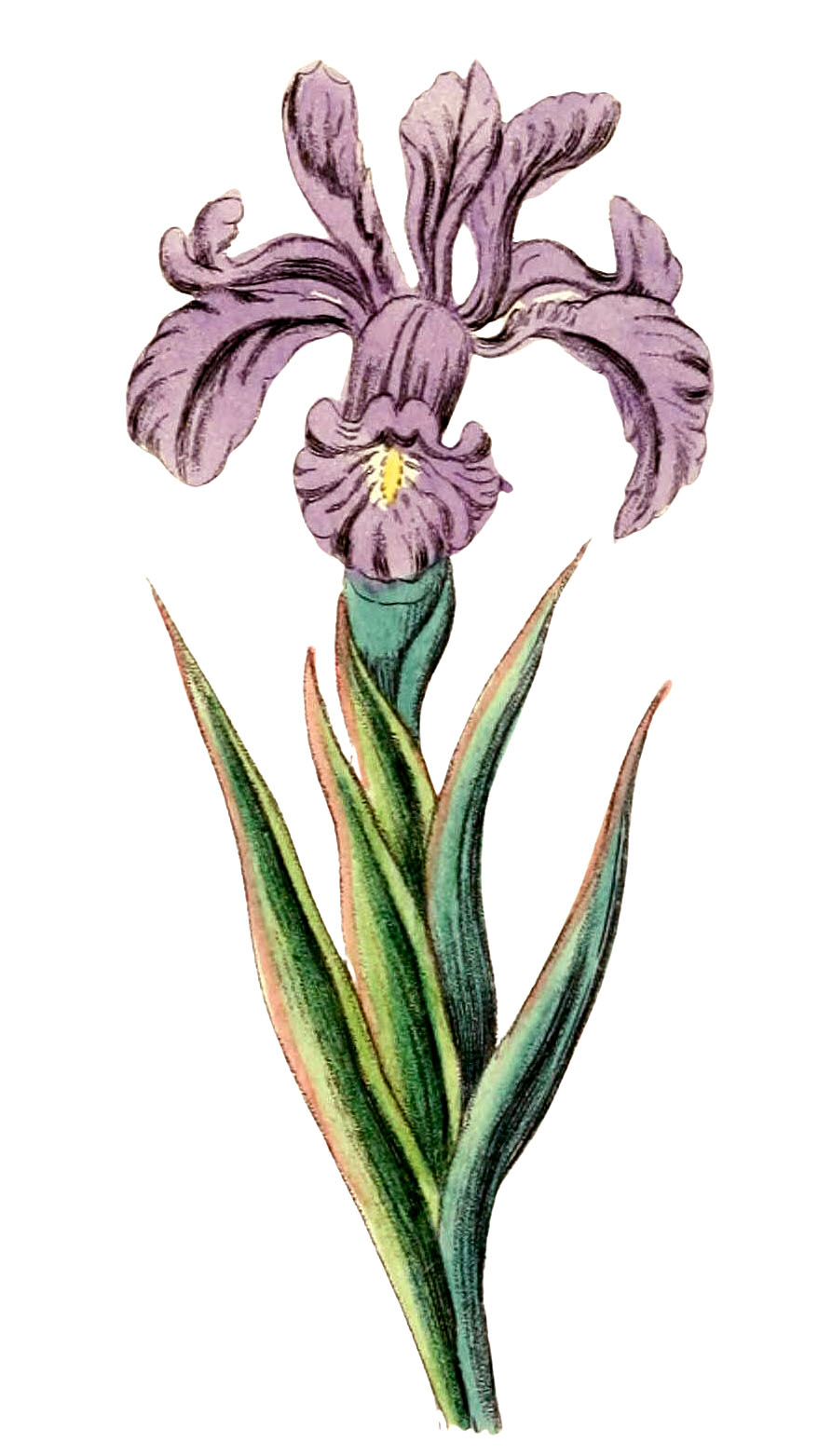 Purple Iris Flower Image