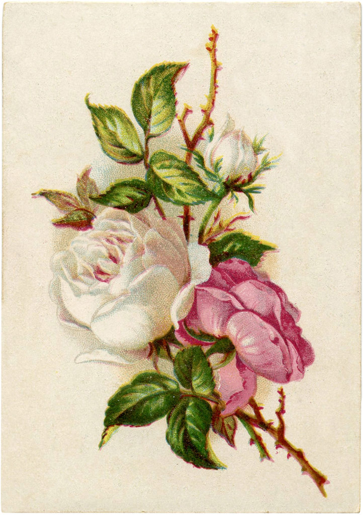 rose bouquet vintage image