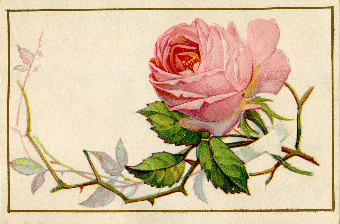 8 Vintage Rosebud Pictures! - The Graphics Fairy