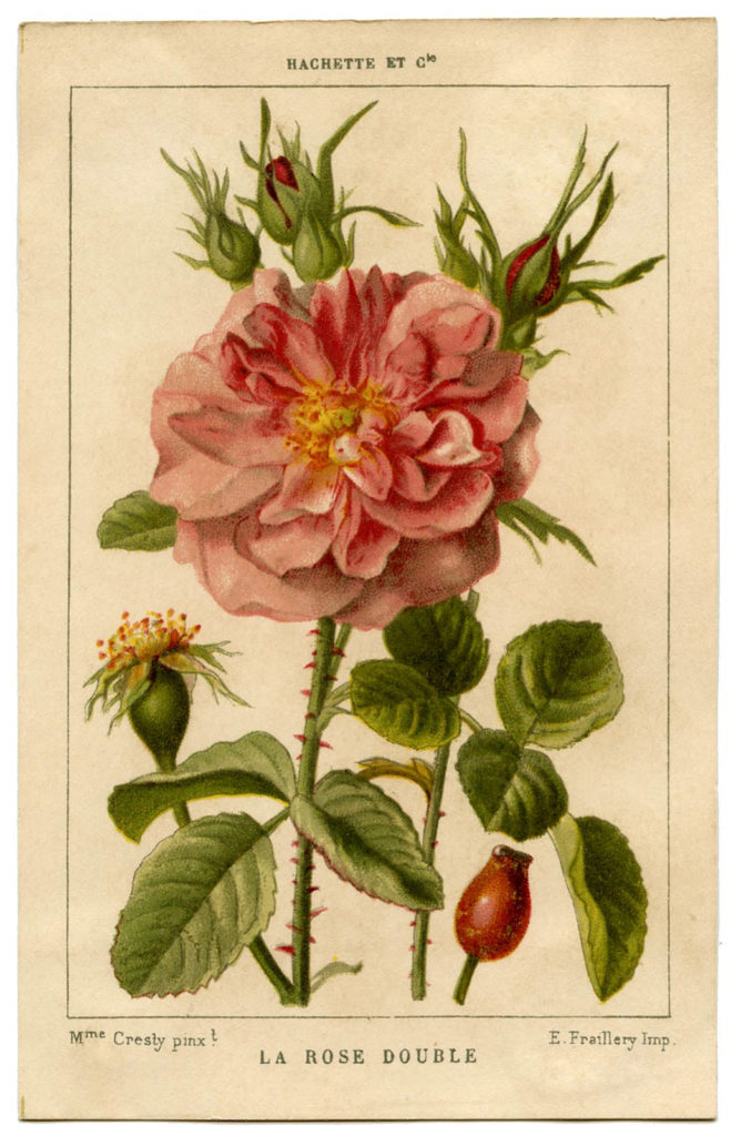 french pink rose botanical print image