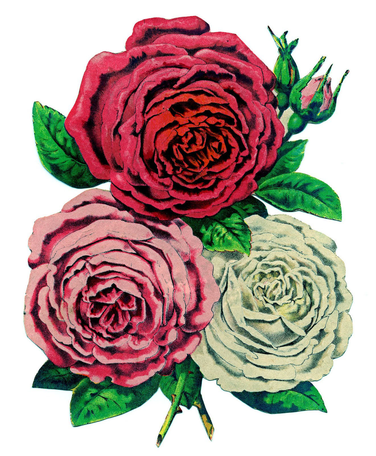 vintage rose clipart