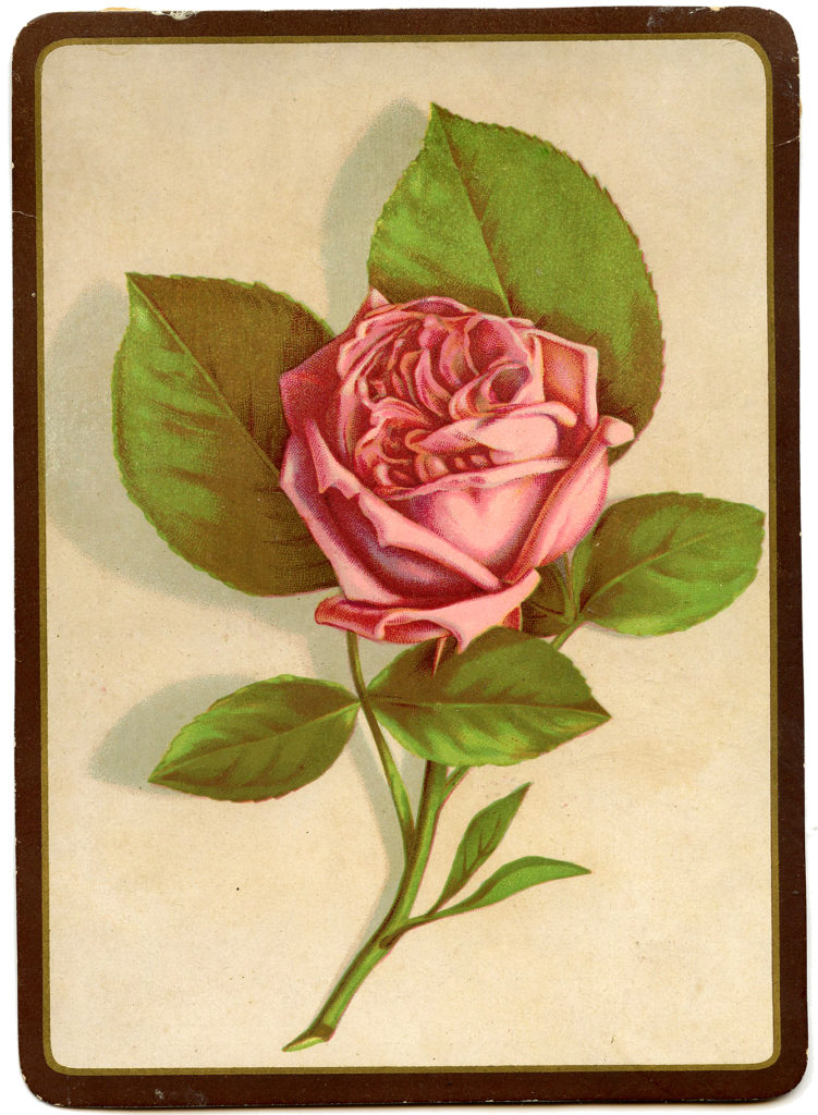 Pink Rose Image Framed