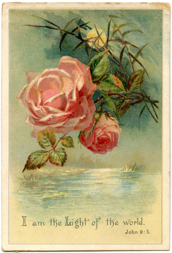 pink roses moonlight water image