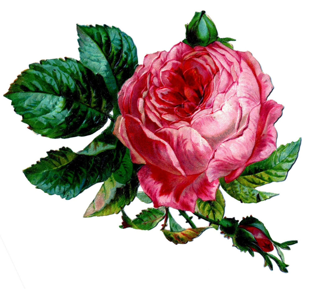 victorian scrap rose clip art