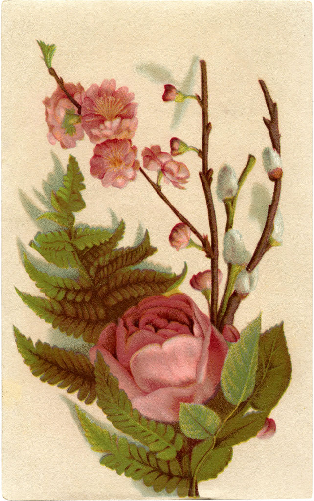 romantic pink roses fern pussy willow vintage illustration