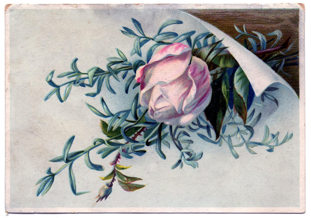 rosebud lavender vintage illustration