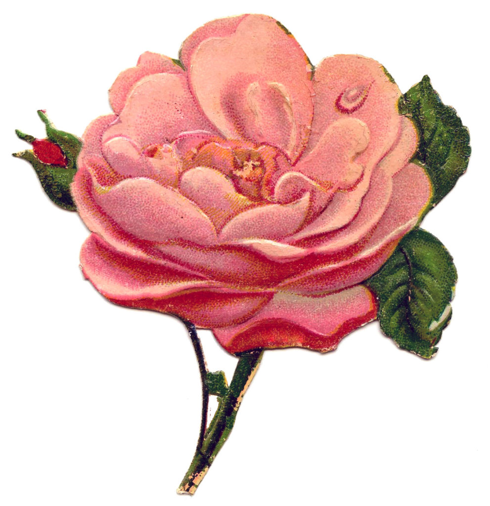 pink rose cutout clipart