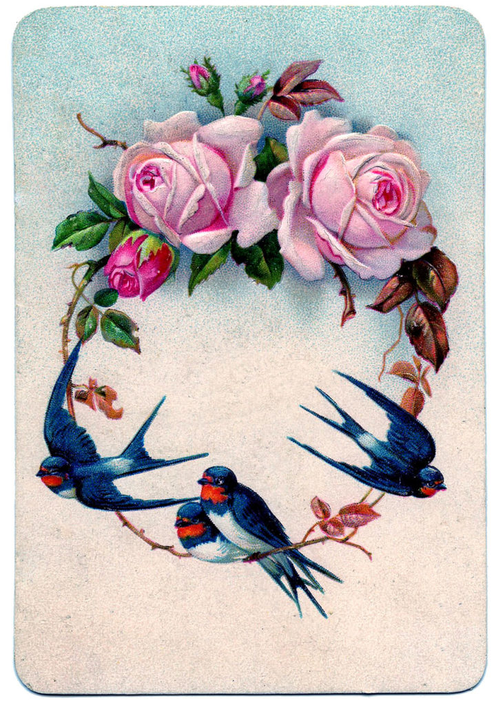 swallows pink roses vintage image