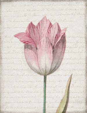 Tulip Flowers Collage
