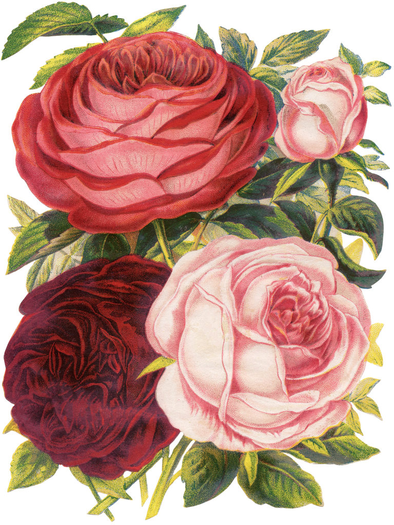 Victorian scrap roses pink red clipart