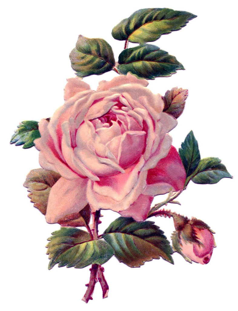 victorian pink rose bud image