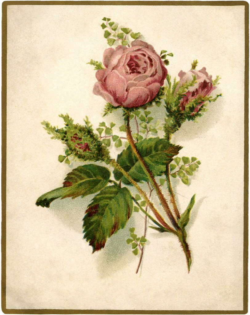 vintage moss rose bud image