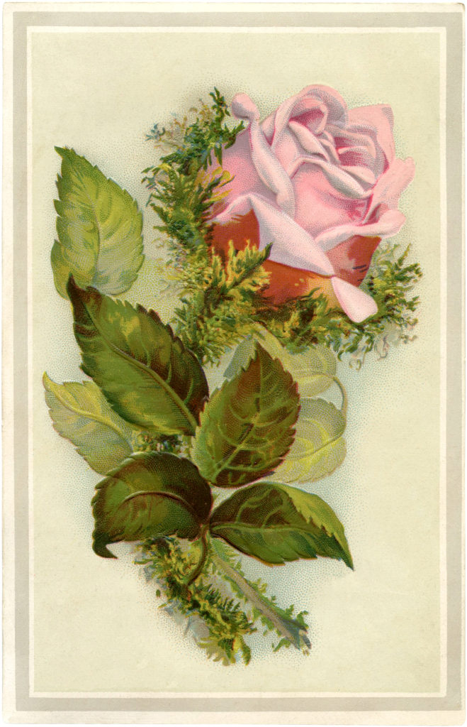 vintage pink moss rose image