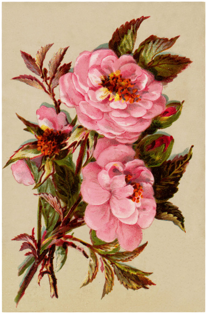 vintage pink roses nosegay illustration