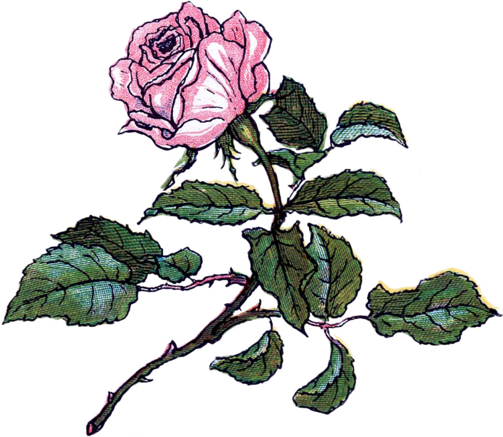 single rose stem pink clipart