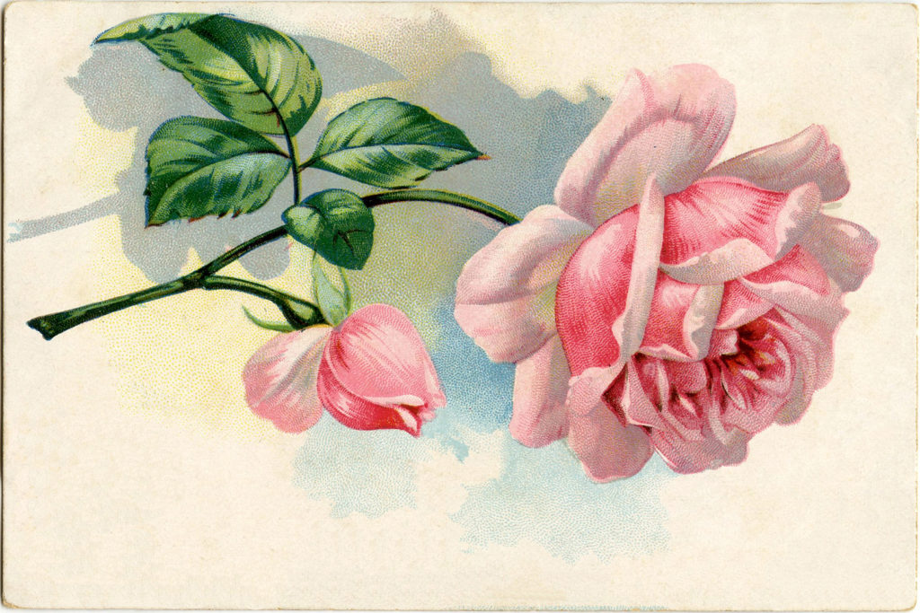 vintage cut rose stem image