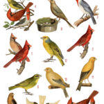 vintage cardinals & canaries ephemera digital image bundle