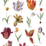 vintage tulip mania digital image bundle