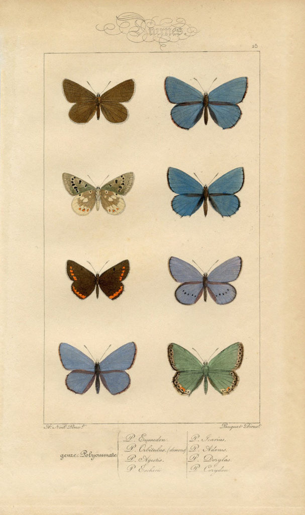 blue butterflies botanical antique image